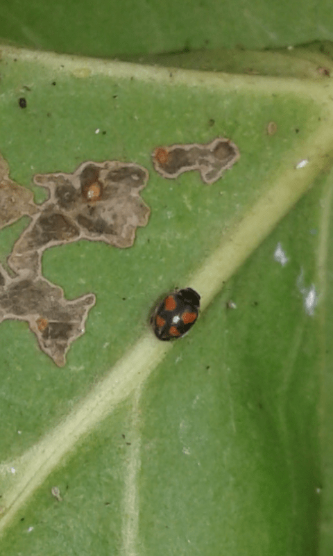 Coccinellidae da ID : Scymnus sp. o Nephus sp.?